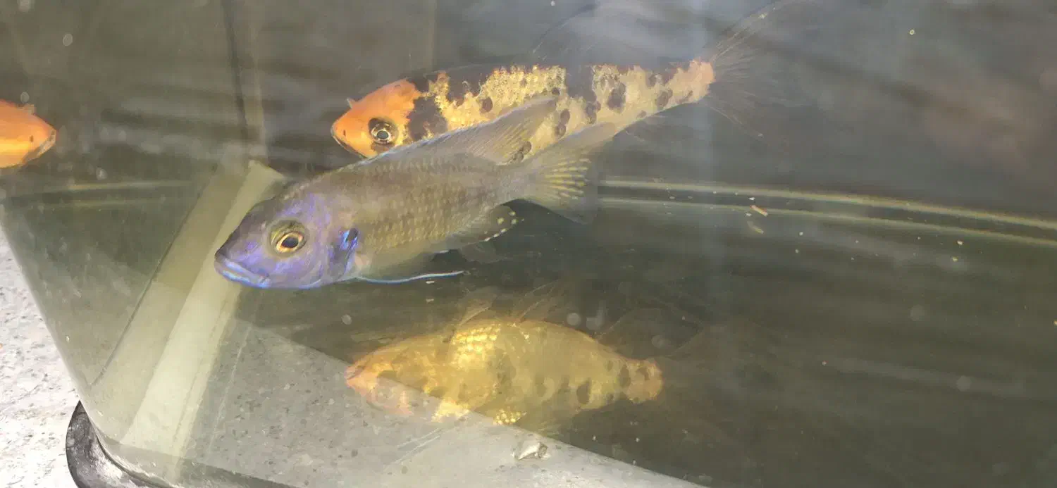 فروش تعدادی ماهی کوی .|ماهی|شیراز, شهرک مخابرات|دیوار