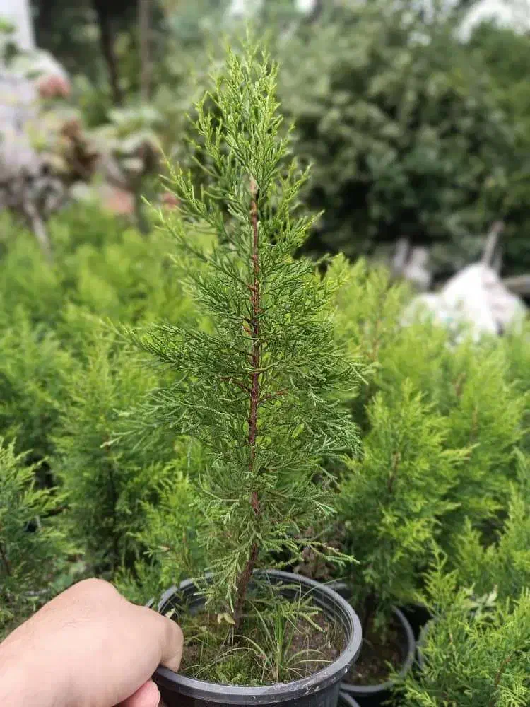 لاوسون‌سطل ۳|گل و گیاه طبیعی|رامسر, |دیوار