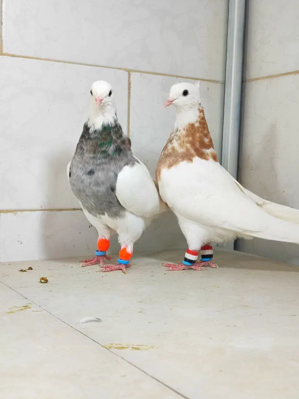 کبوتر زینتی پرشی|پرنده|خلخال, |دیوار