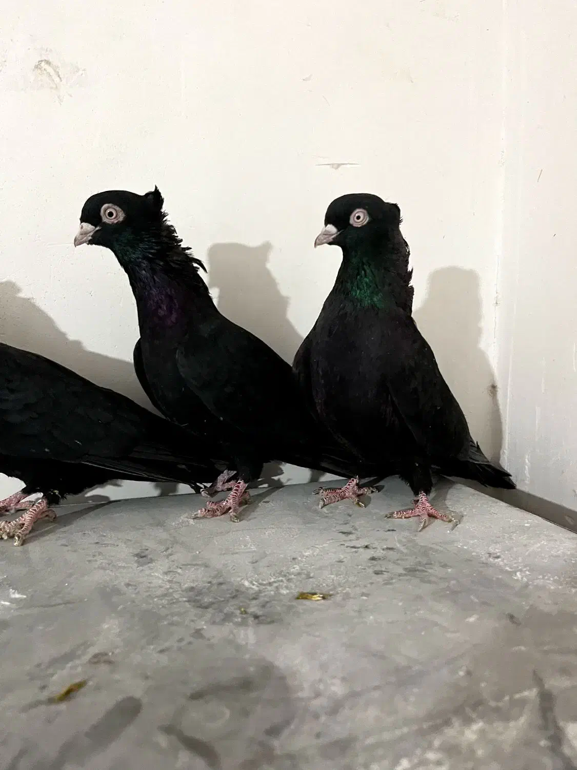 ۳عدد ماده زاغ چشم و نوک سفید|پرنده|داران, |دیوار