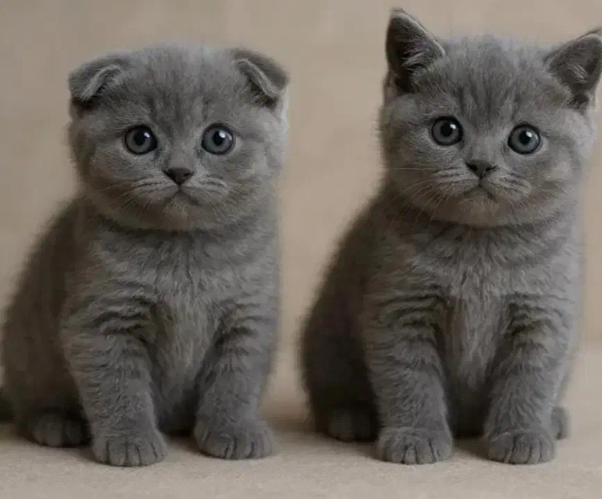 بهترین گربه های شیراز نژاد اسکاتیش( اصیل)|گربه|شیراز, شهرک گلستان|دیوار