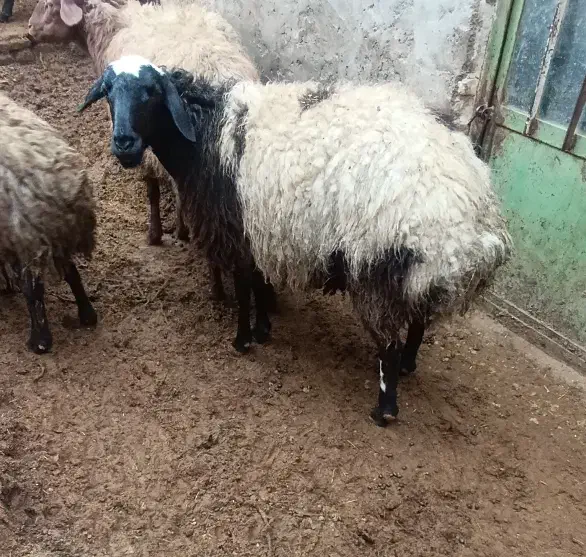 میش|حیوانات مزرعه|کاشان, کوچه باسکول|دیوار