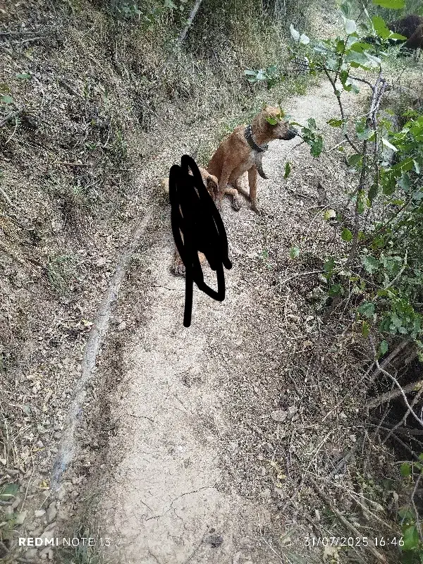 واگذاری توله ماده ۶ ماهه سرابی|سگ|اسدآباد, |دیوار