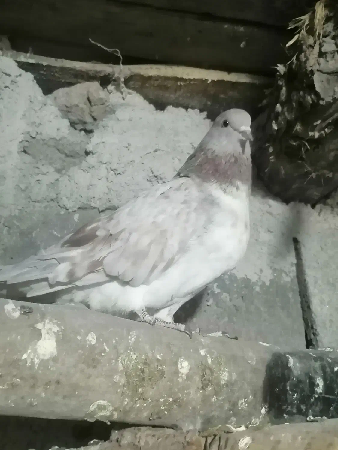 کبوتر پرشی|پرنده|مشگین شهر, |دیوار