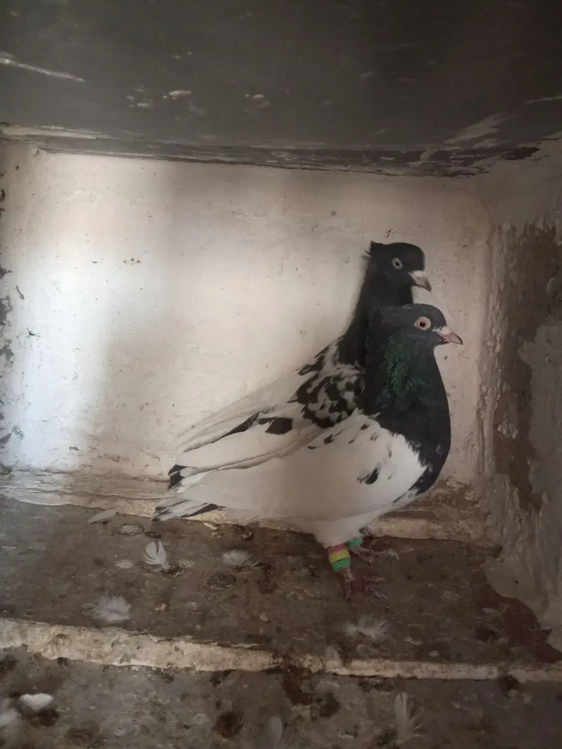 کبوتر کله سیاه|پرنده|مبارکه, |دیوار