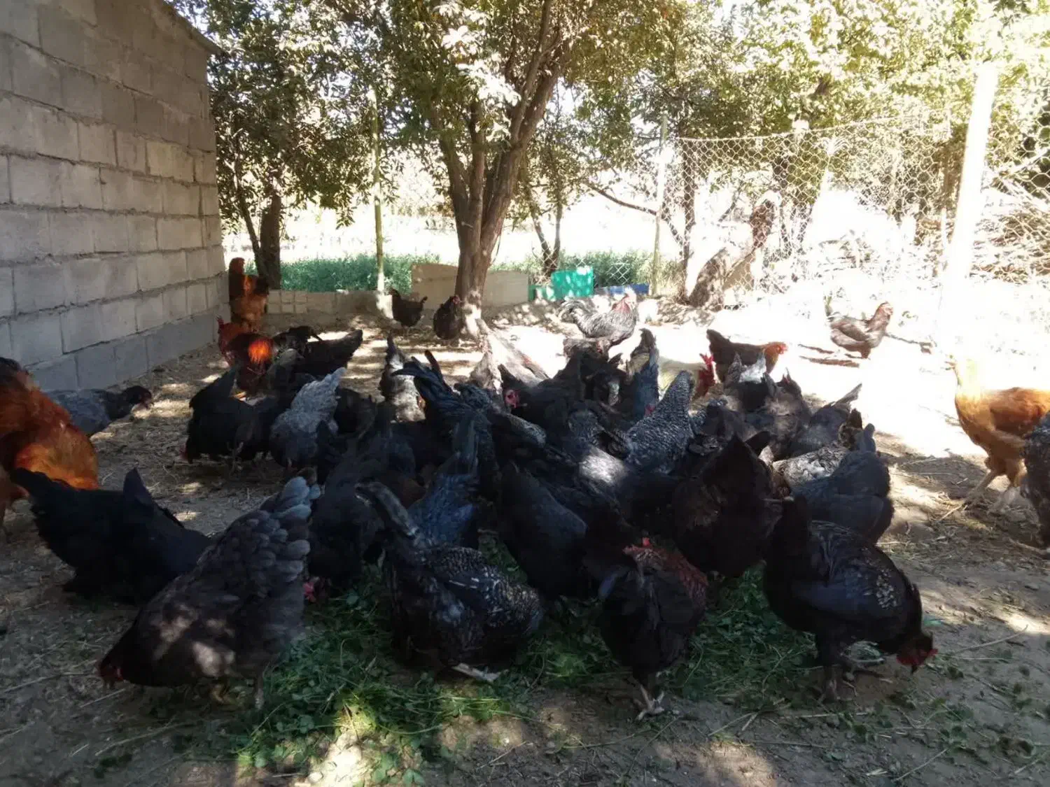 تخم مرغ نطفه دار گلپایگان و مرندی|حیوانات مزرعه|زنجان, |دیوار