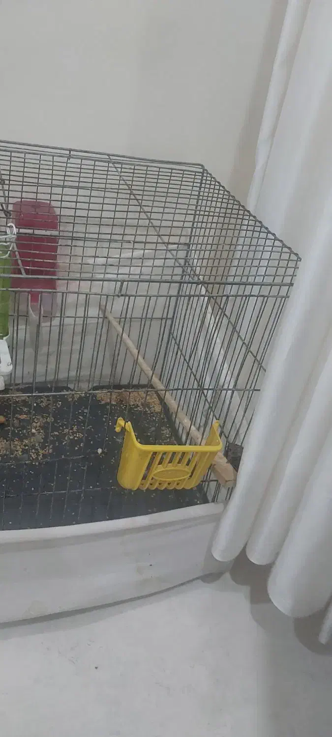 طوطی برزیلی باقفس و وسایل|پرنده|بیجار, |دیوار