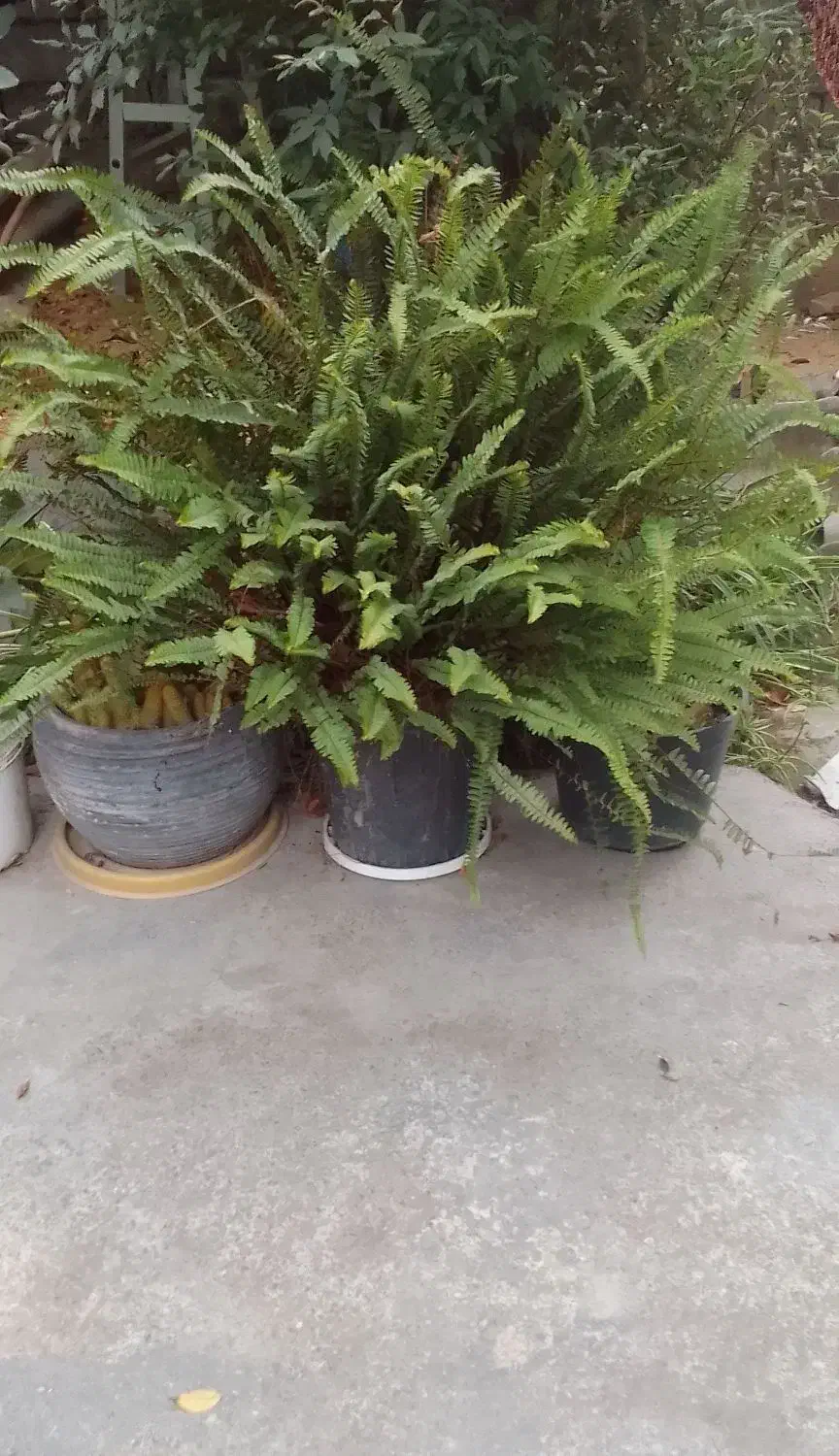 گل زیبا|گل و گیاه طبیعی|دابودشت, |دیوار