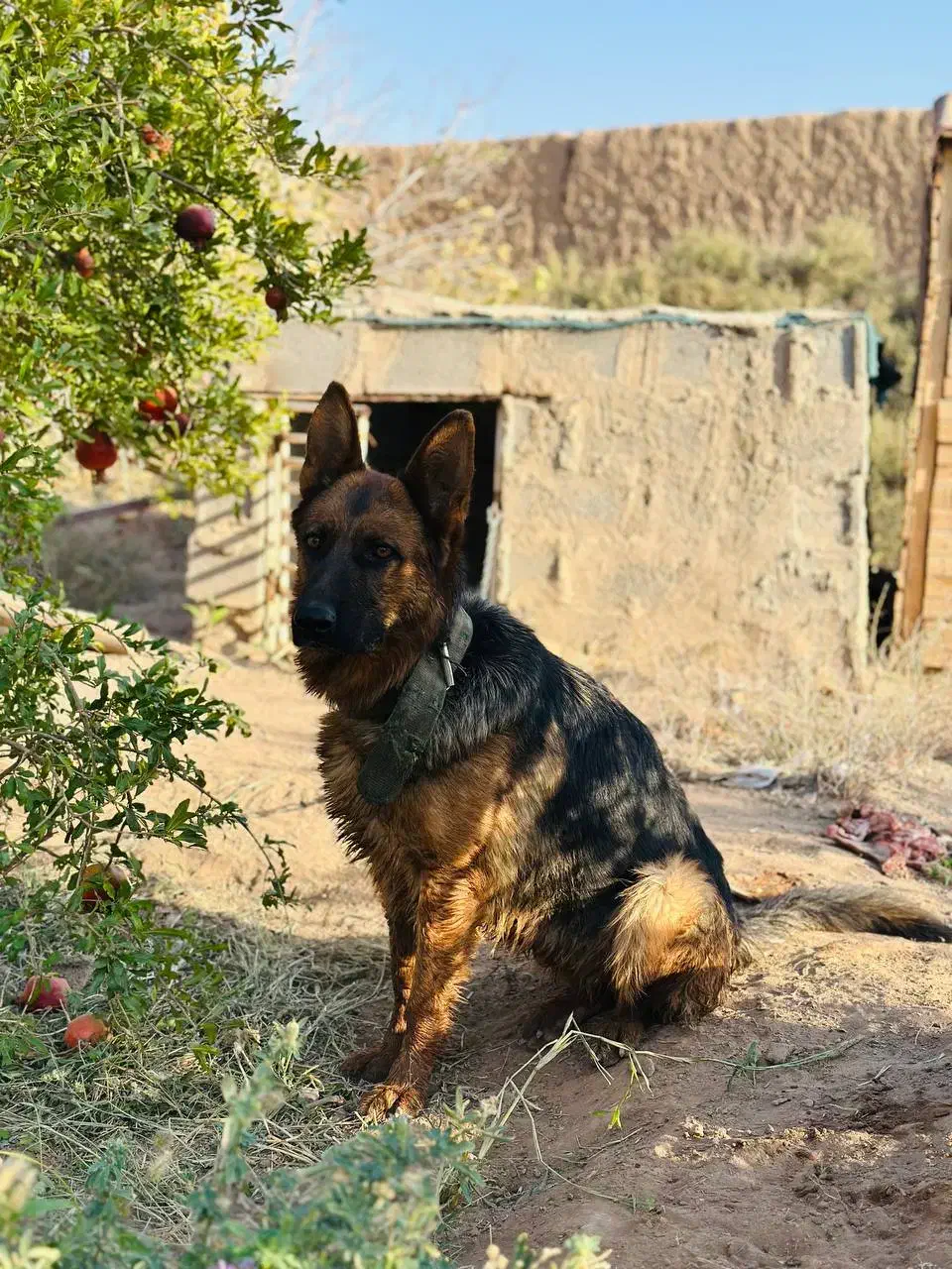 سگ ژرمن شپرد اصیل|سگ|کاشان, فاز ۱ ناجی آباد|دیوار