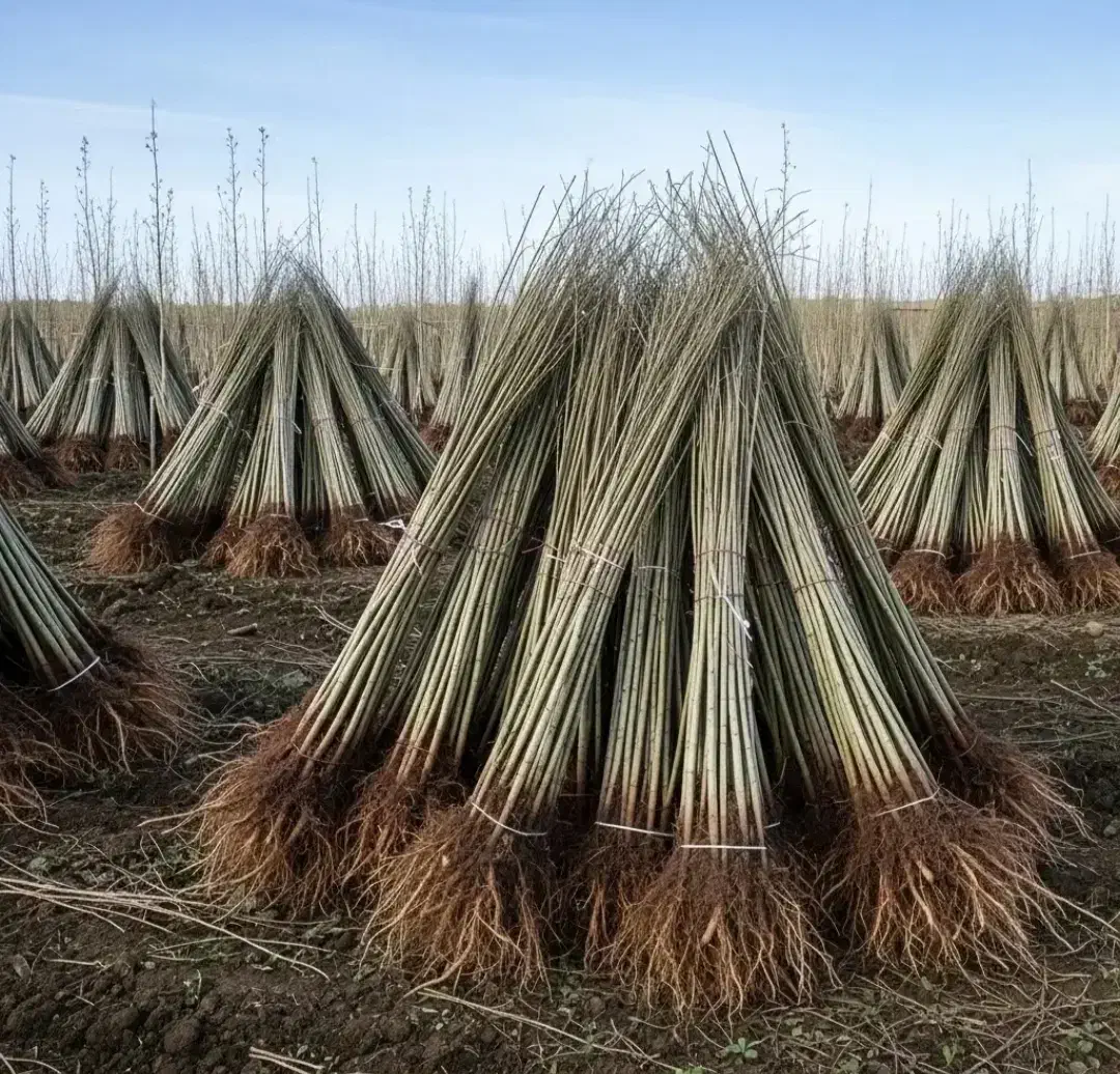 نهال سهند بهترین ارائه دهنده ی نهال در منطقه|خدمات باغبانی و درختکاری|شهریار, شهریار|دیوار