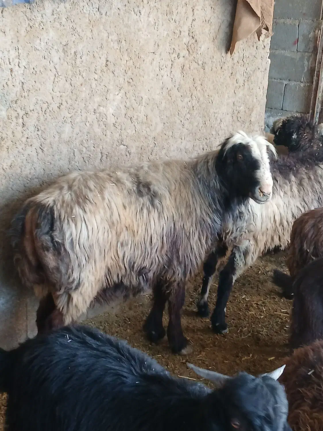 قوچ داشتی اتیقه|حیوانات مزرعه|مرودشت, مختارآباد|دیوار