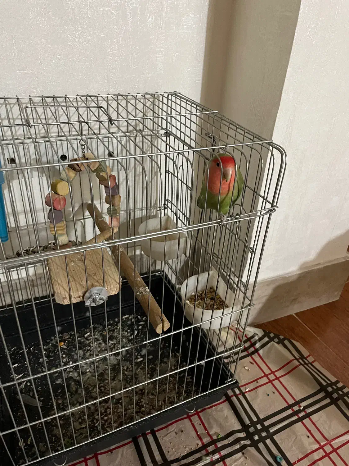 فروش طوطی برزیلی|پرنده|بندر ماهشهر, |دیوار