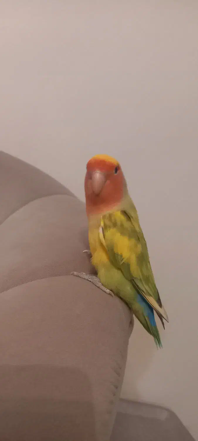 یک جفت طوطی کوتوله برزیلی دستی سخنگو کارداده|پرنده|تهران, سلیمانی|دیوار