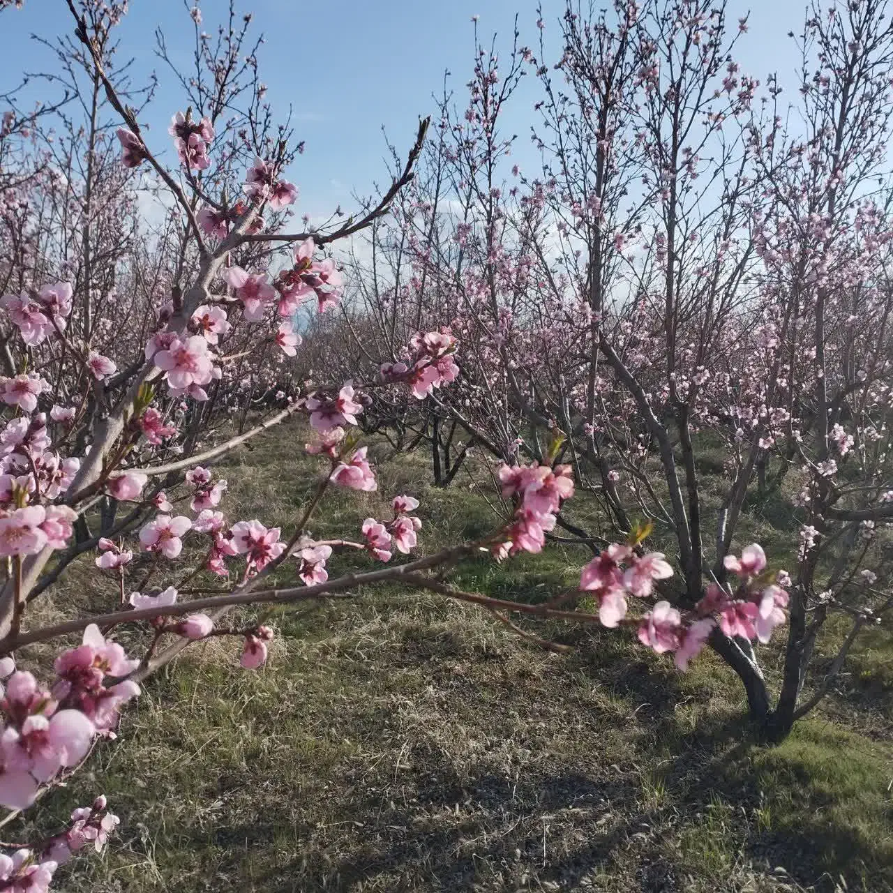 باغ|فروش زمین و ملک کلنگی|سراب, |دیوار