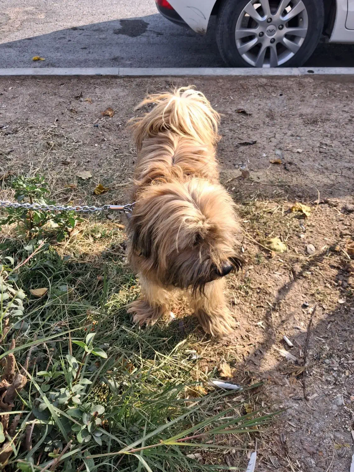 معاوضه سگ با پرنده|سگ|اصفهان, شهرک کاوه|دیوار