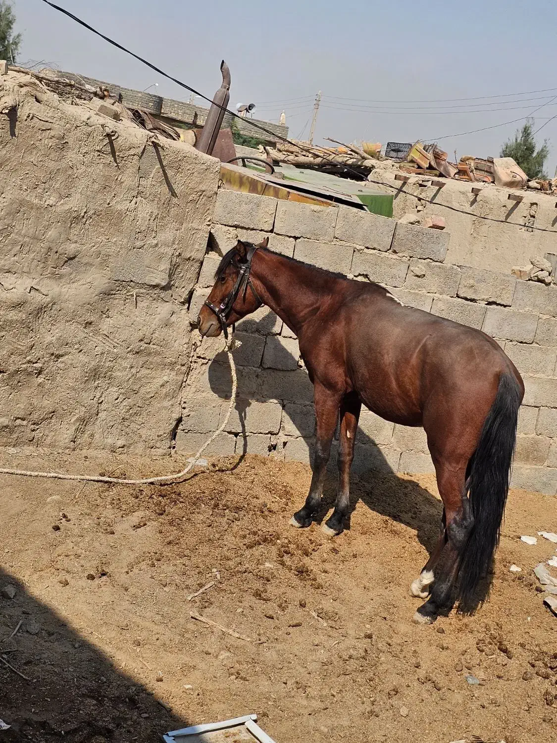 حیوانات|حیوانات مزرعه|هیرمند, |دیوار