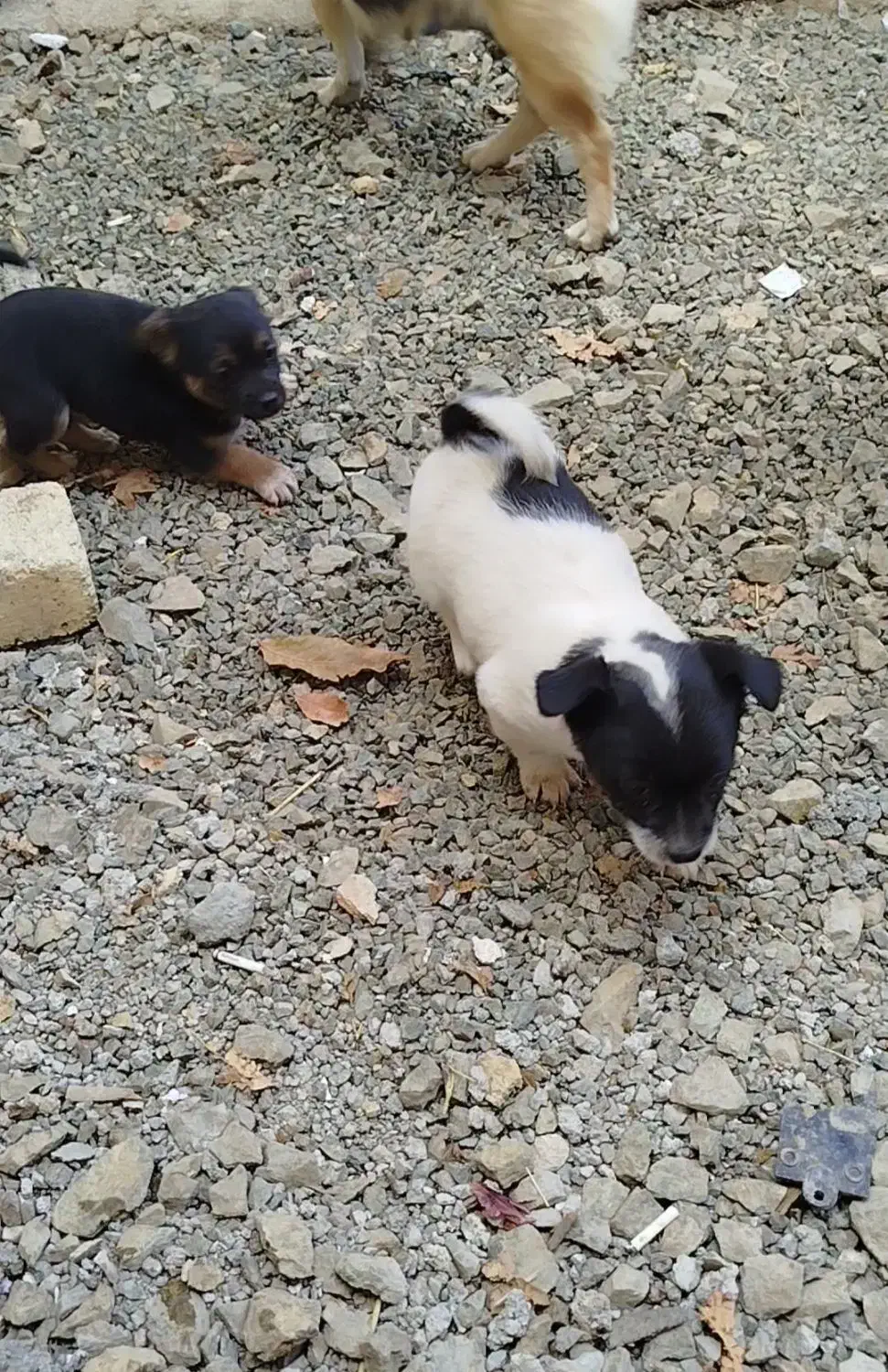 توله سگ پاکوتاه|سگ|کرمانشاه, |دیوار