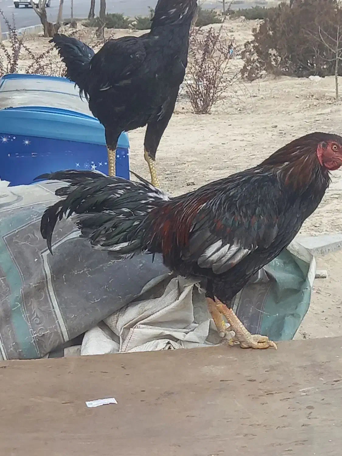 خروس لاری|حیوانات مزرعه|نسیم‌شهر, |دیوار