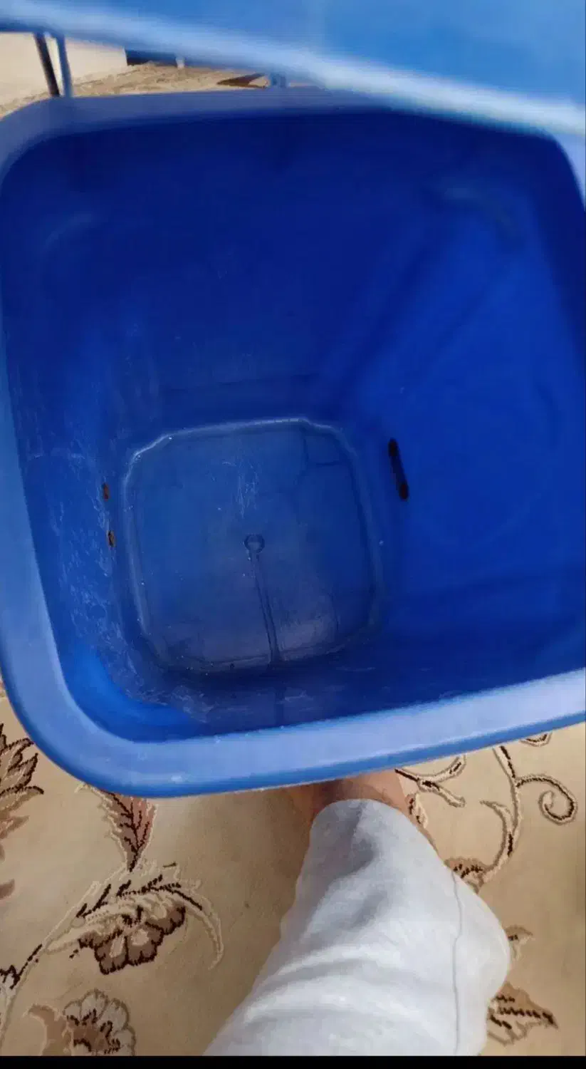 سطل زباله|لوازم نظافت|شیراز, میرزاکوچک خان|دیوار