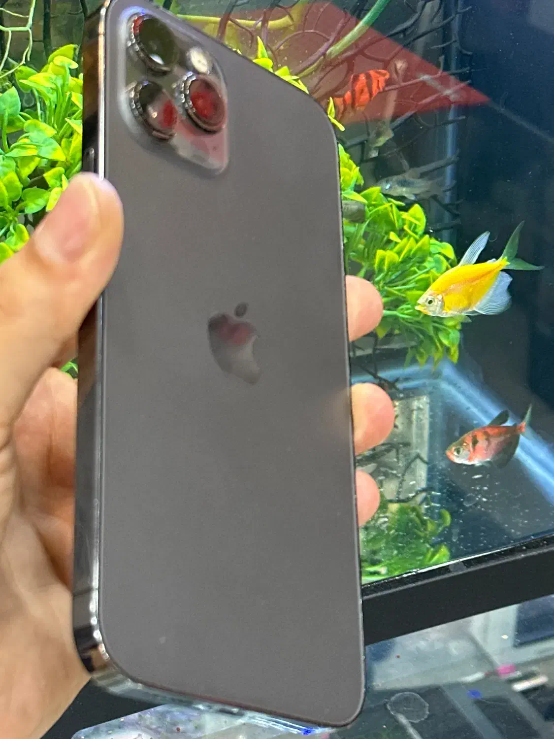 12pro max|موبایل|شیراز, زند|دیوار