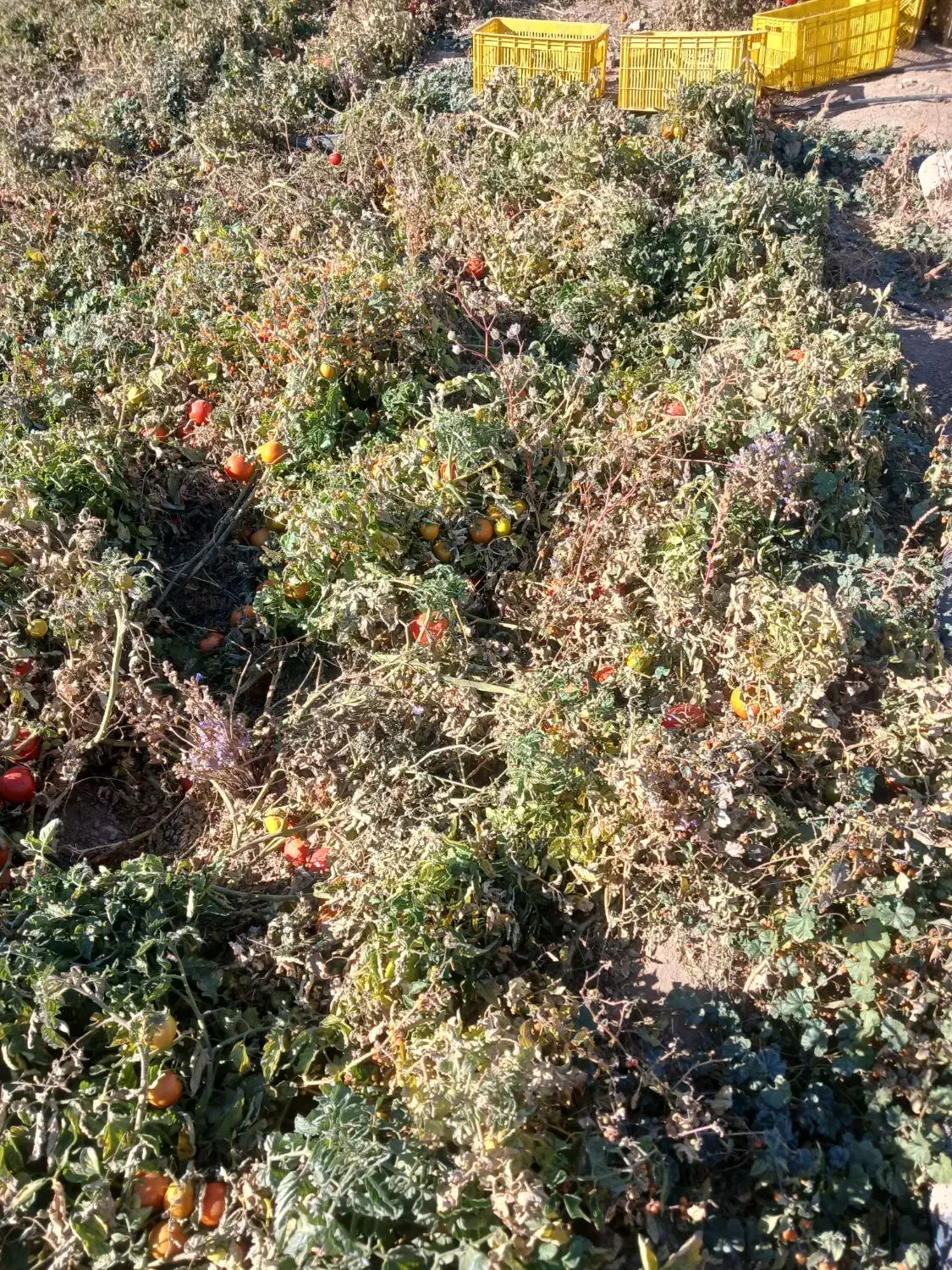 گوجه نیم رسیده و کال|خوردنی و آشامیدنی|قره پشتلو, |دیوار