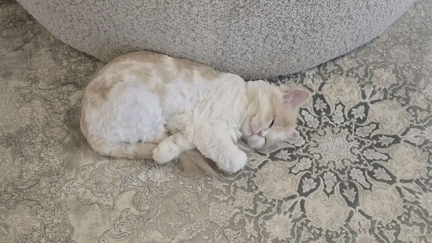 حیوانات|گربه|اصفهان, باغ دریاچه|دیوار