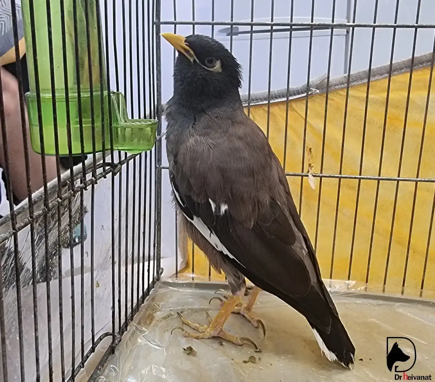 مینا|پرنده|باخزر, |دیوار