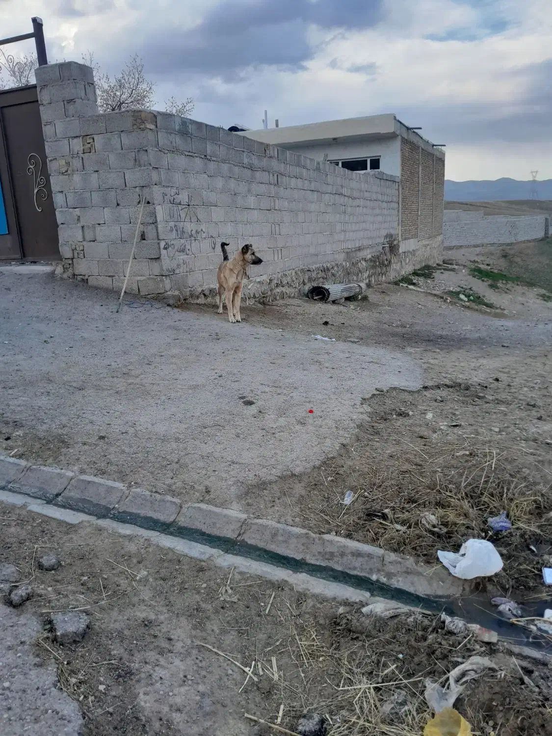 سگ سرابی سه ساله|سگ|ورزقان, |دیوار