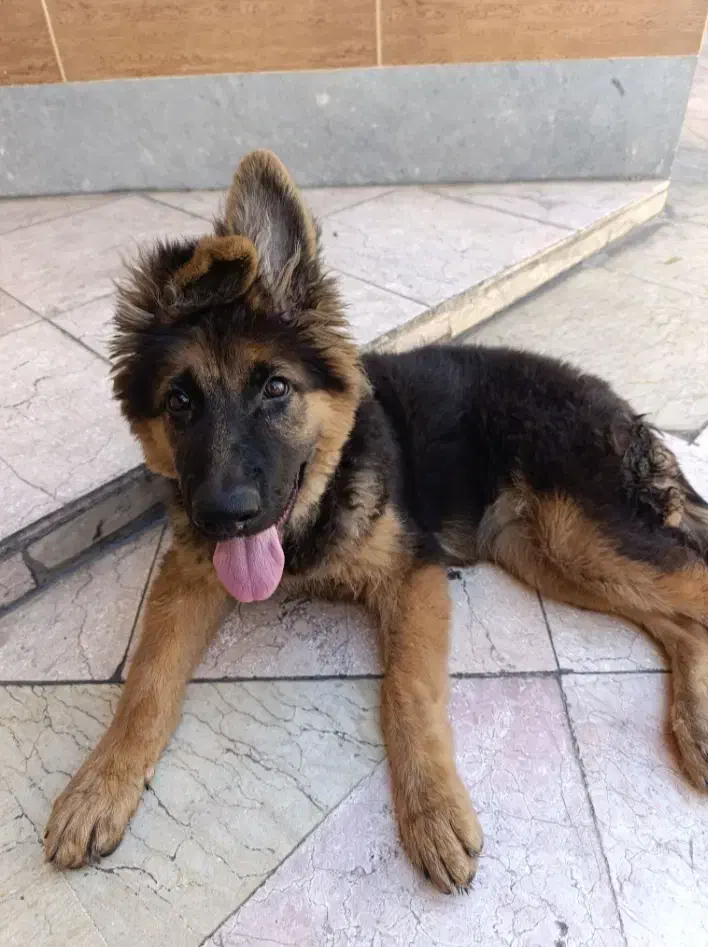 سرپرستی سگ به عهده میگیرم|سگ|مسجد سلیمان, |دیوار