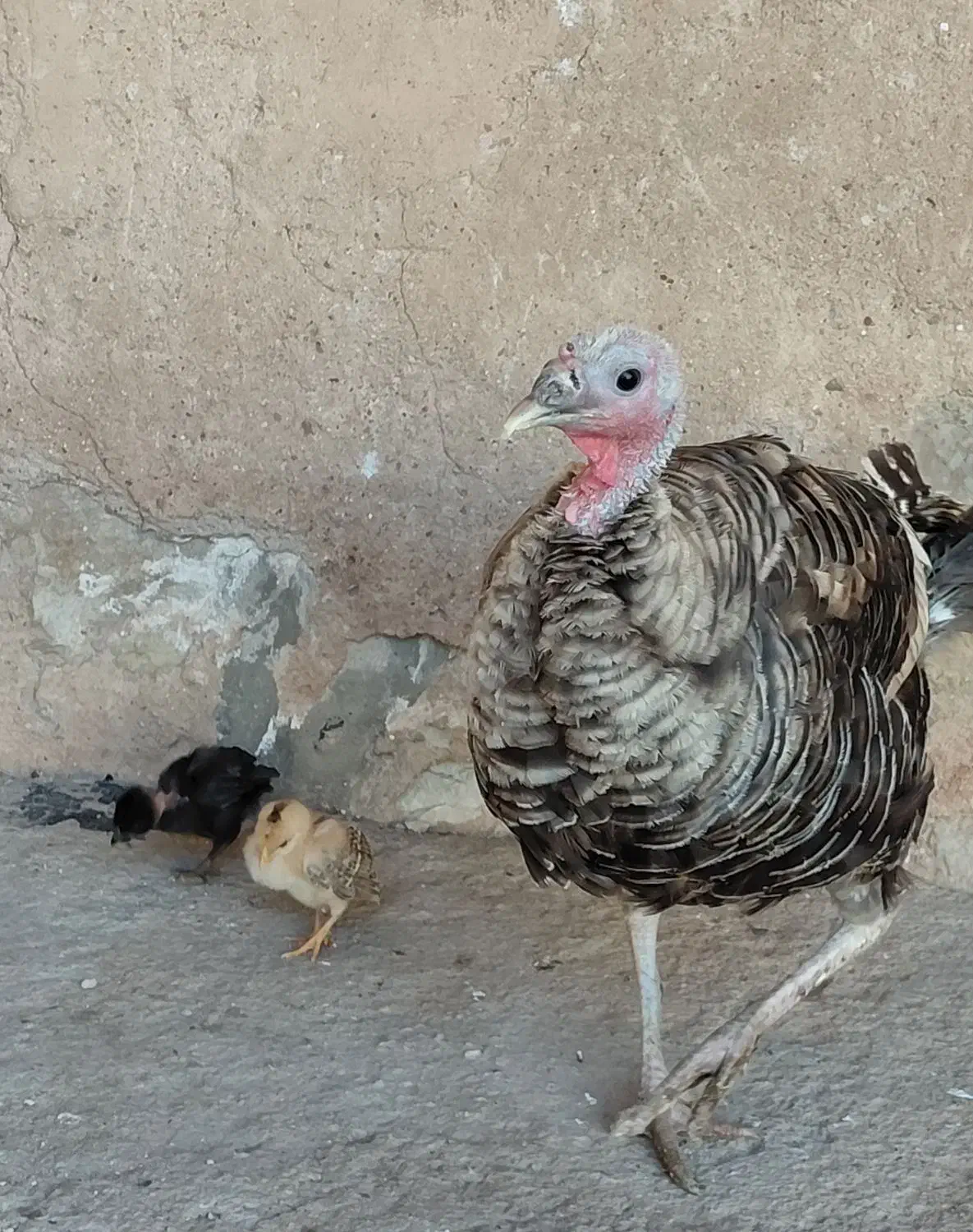 یک عدد بوقلمون با دو عدد جوجه لری|حیوانات مزرعه|پلدختر, |دیوار