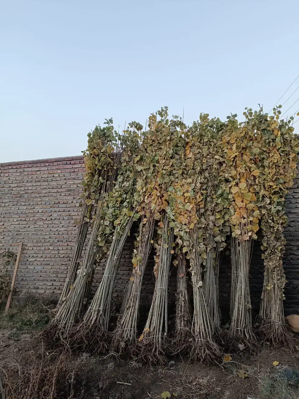 مرغوبترین و پر ریشه ترین نهال صنوبر|خدمات باغبانی و درختکاری|خمینیشهر, |دیوار