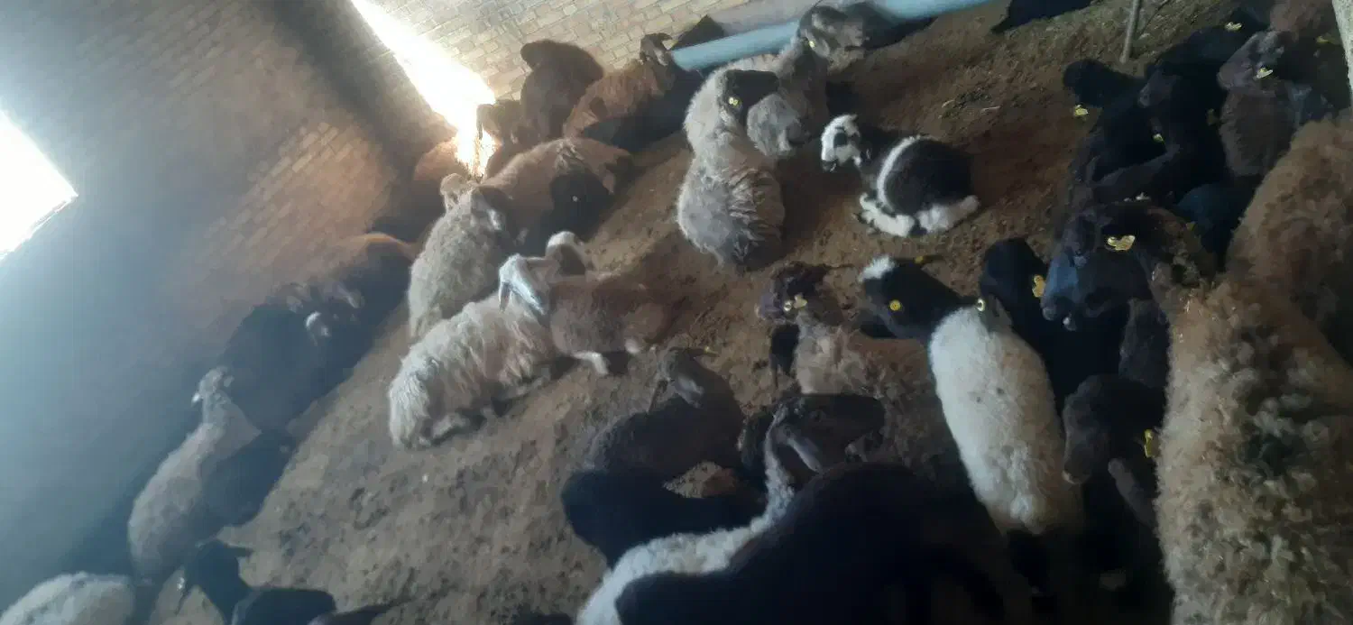 با سلام خدمت هم شهری های عزیز تعداد گوسفند فروشی|حیوانات مزرعه|شیروان (خراسان), |دیوار