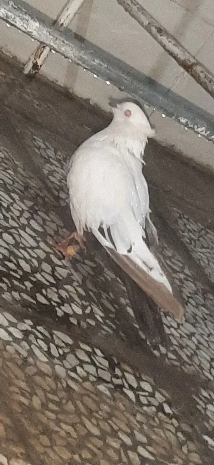 دوتا دم قهوه ای پرشتی جونه|پرنده|پلدختر, |دیوار