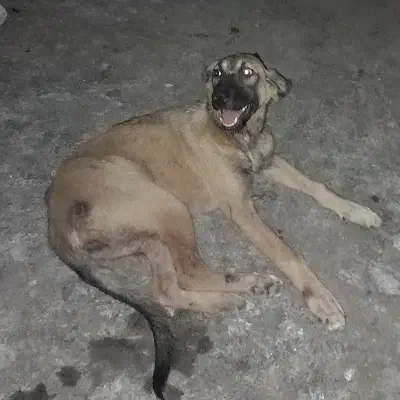 سگ ماده سرابی ۹ ماهه|سگ|نکا, |دیوار