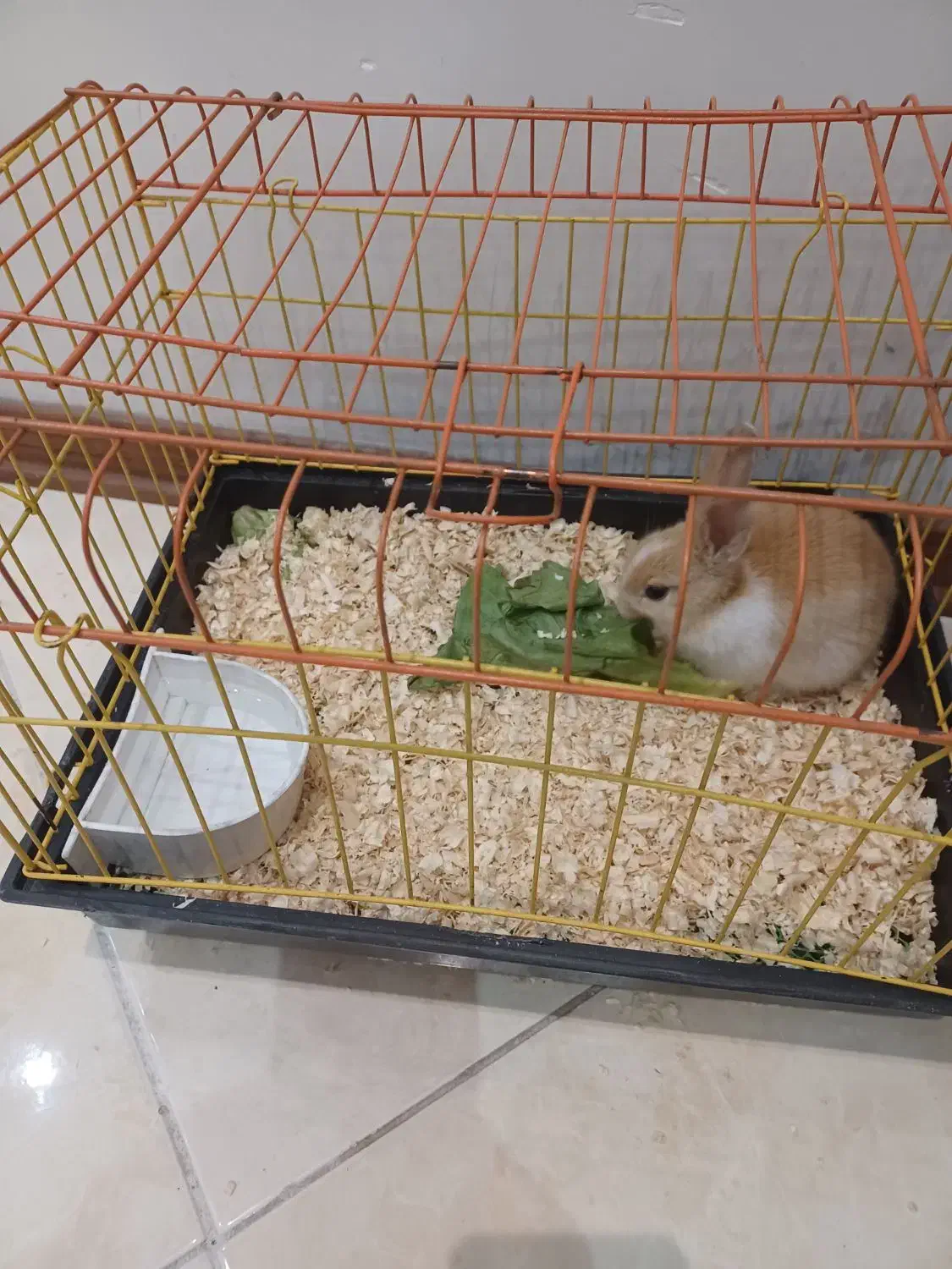 خرگوش کوچک ۲ ماهه|موش و خرگوش|کرج, عظیمیه|دیوار