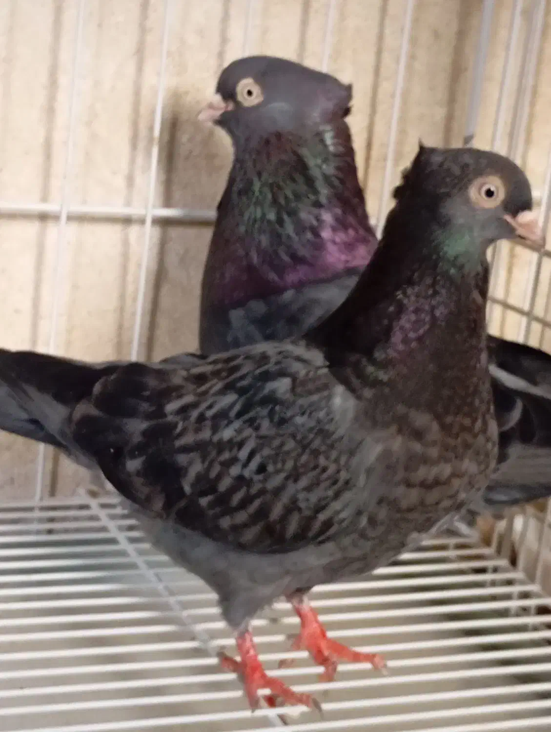 کبوتر|پرنده|بندر دیر, |دیوار