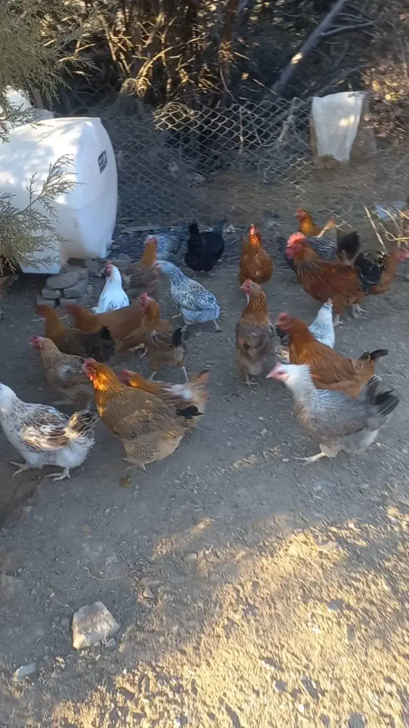 فروش ۷۰مرغ تخم گزارسالم وپر کارجاده چالوس|حیوانات مزرعه|آسارا, |دیوار