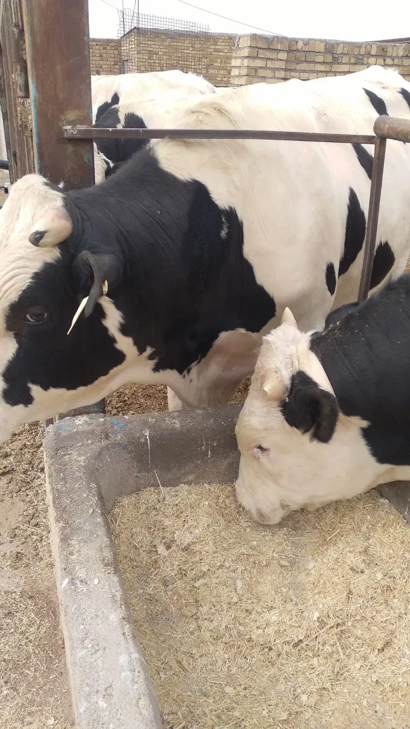 گوسال چاق|حیوانات مزرعه|شال, |دیوار