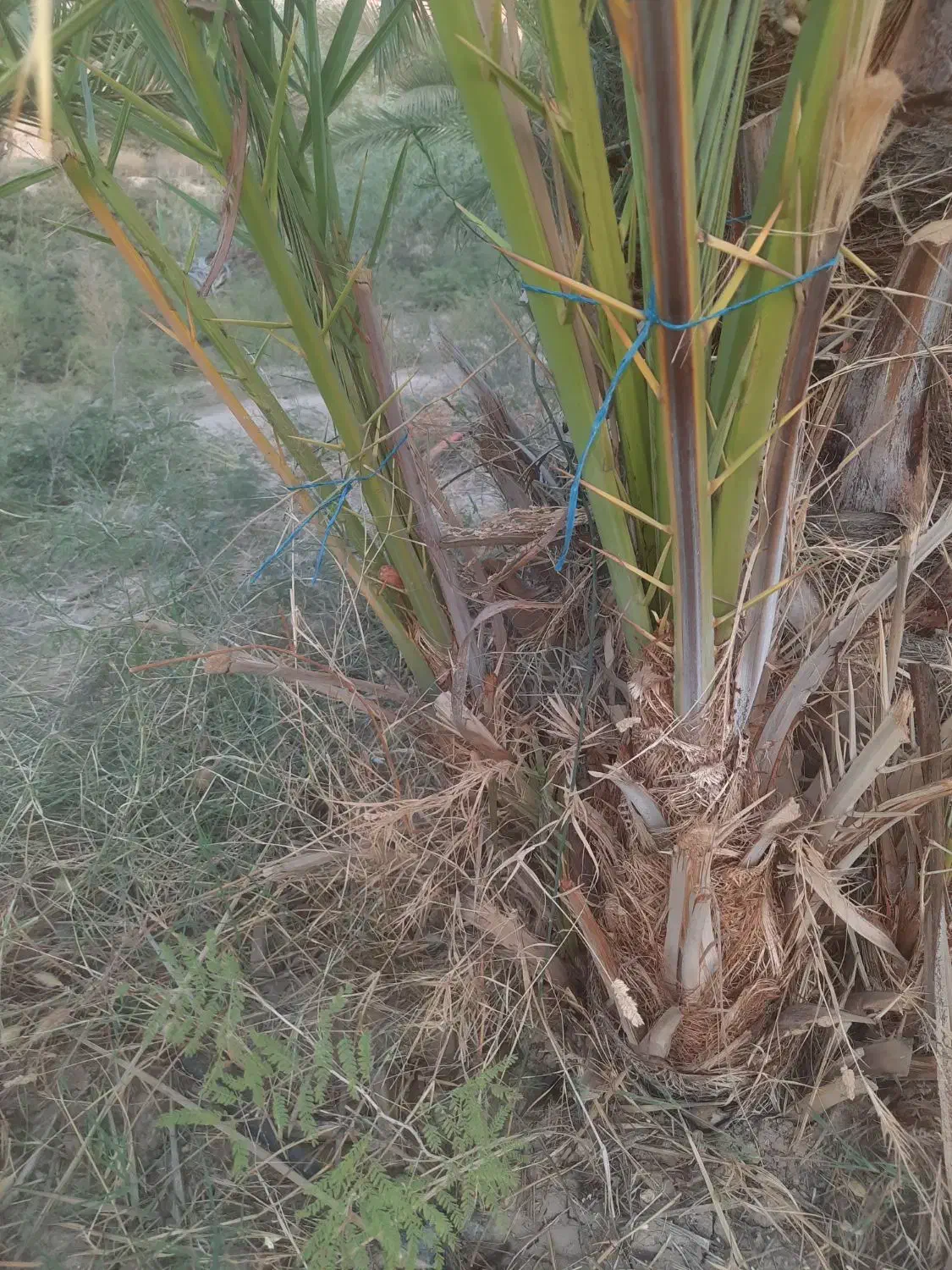 فروش نهال(پاجوش)قصب|گل و گیاه طبیعی|افزر, |دیوار