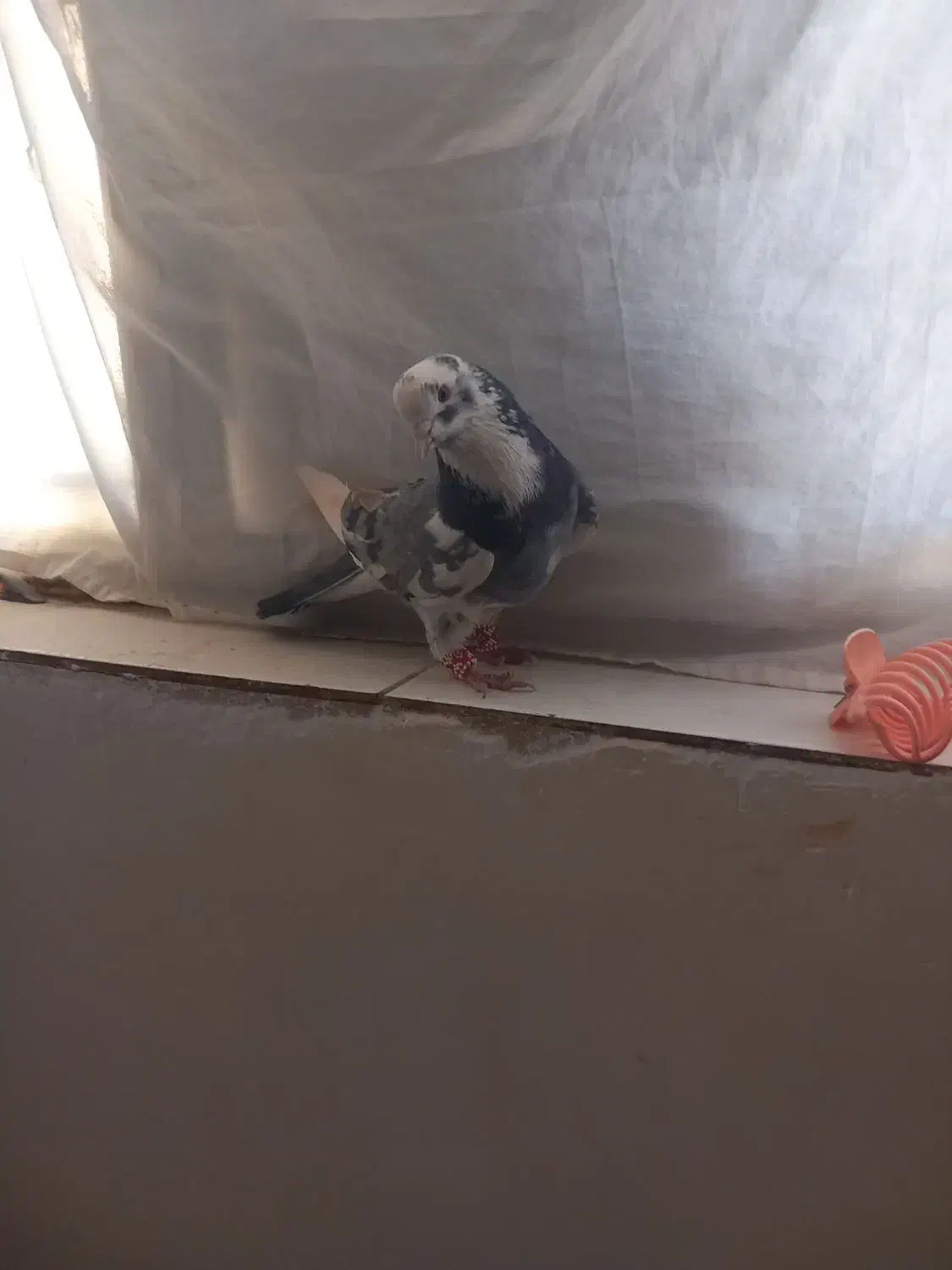 پلاکی|پرنده|فامنین, |دیوار