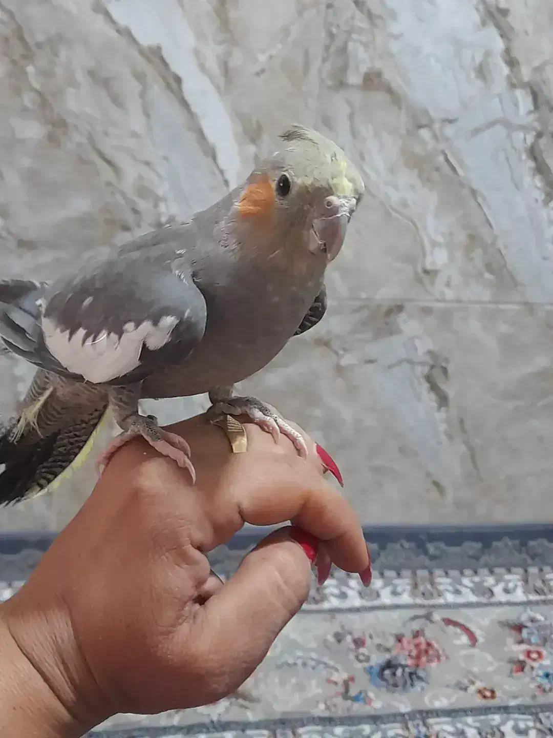 عروس هلندی|پرنده|مشهد, وحید|دیوار