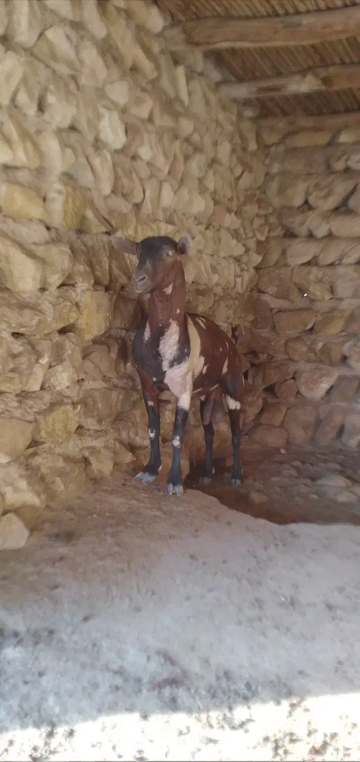 نری|حیوانات مزرعه|بندرعباس, |دیوار