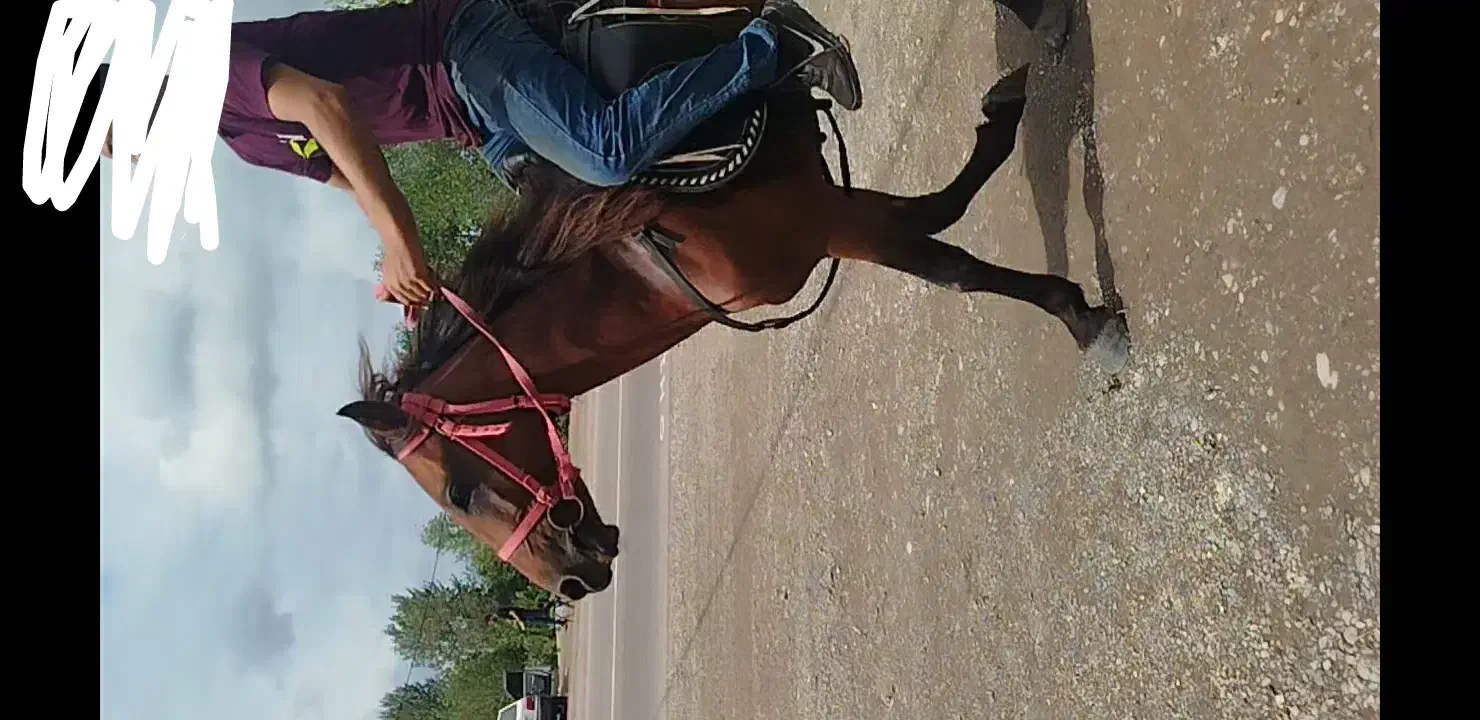 اسب ۴نیم ساله سواری|اسب و تجهیزات اسبسواری|رشت, گلباغ نماز|دیوار