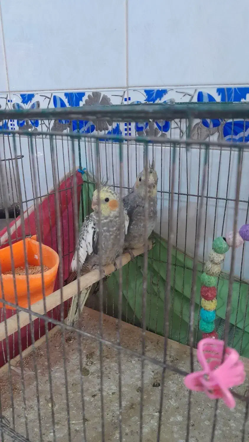 فروش دو عدد عروس هلندی|پرنده|شاهینشهر, گرگاب|دیوار