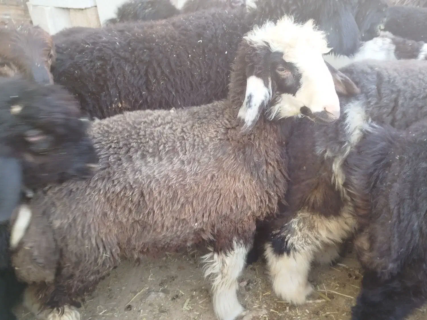 دو عدد بره برا فروش|حیوانات مزرعه|دهدشت, |دیوار