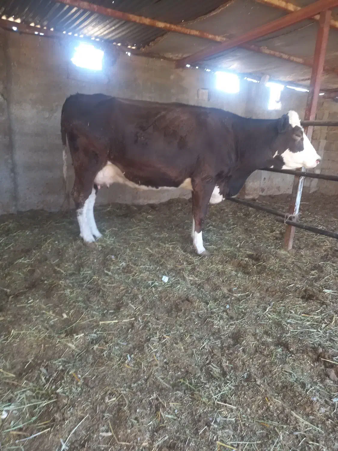 گاوشکم اول فروشی|حیوانات مزرعه|جغتای, |دیوار