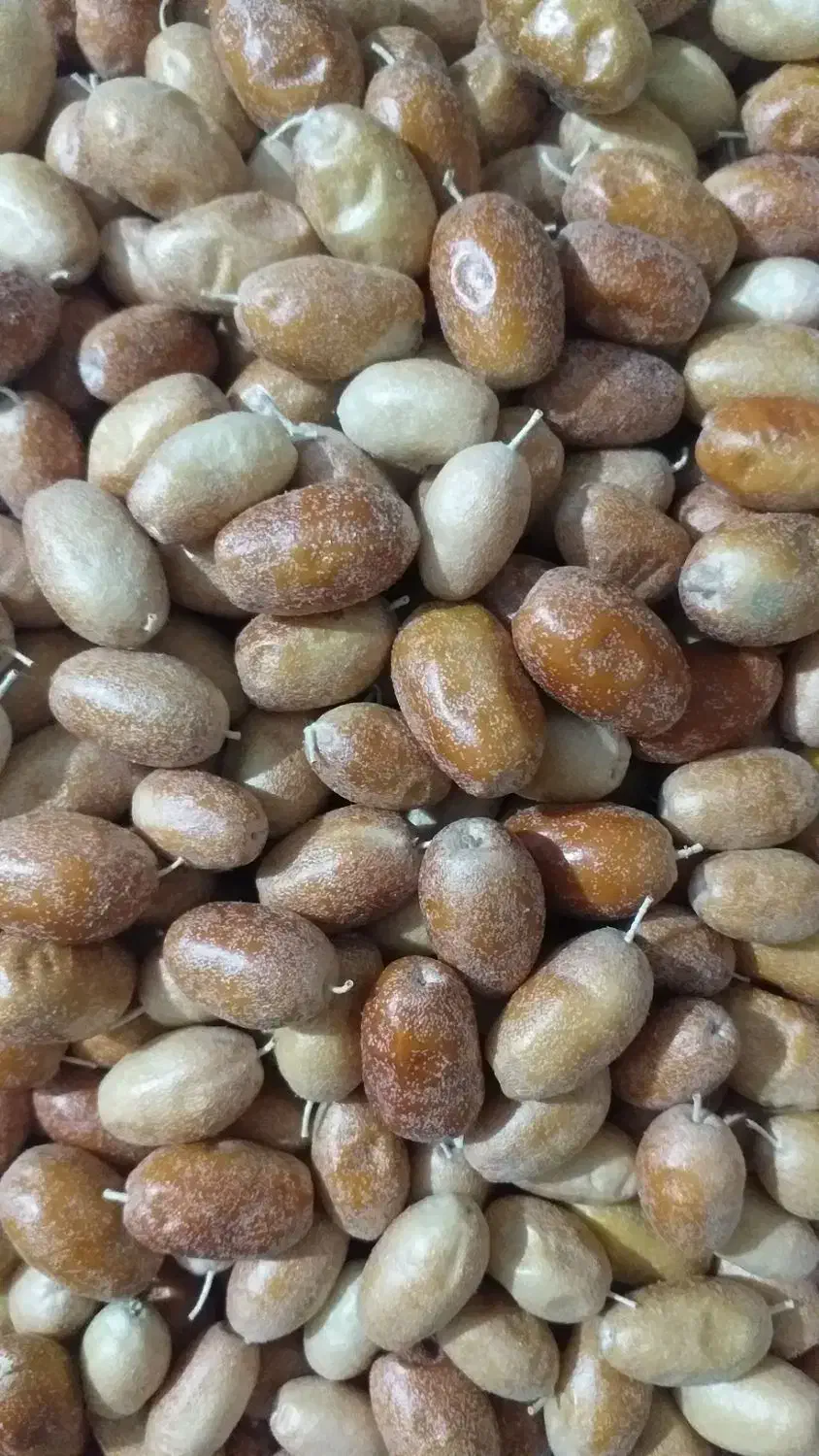 سنجد امسال پاک شده|خوردنی و آشامیدنی|قم, نخودی|دیوار