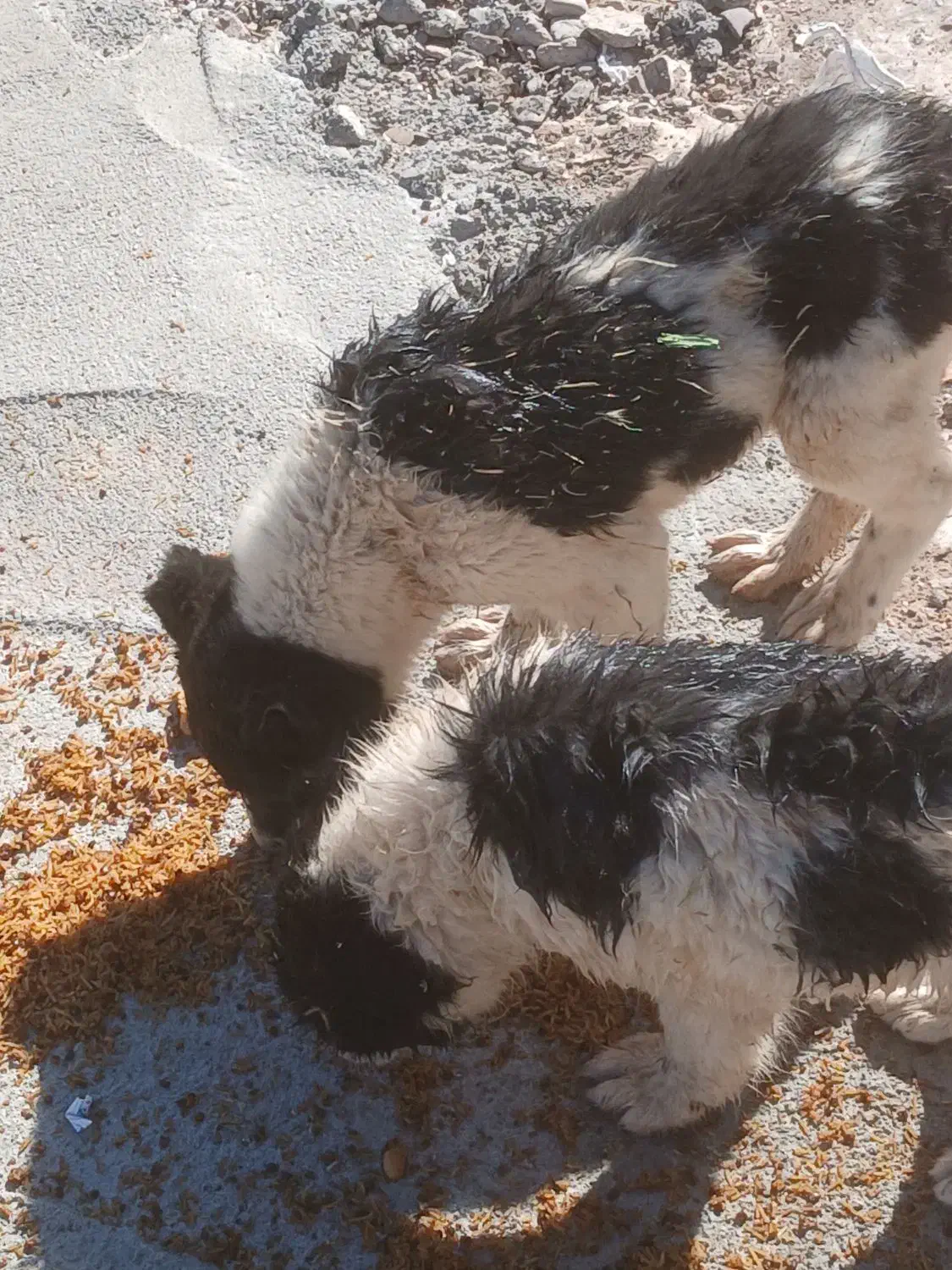 طوله نر قدر جونی|سگ|بم, |دیوار