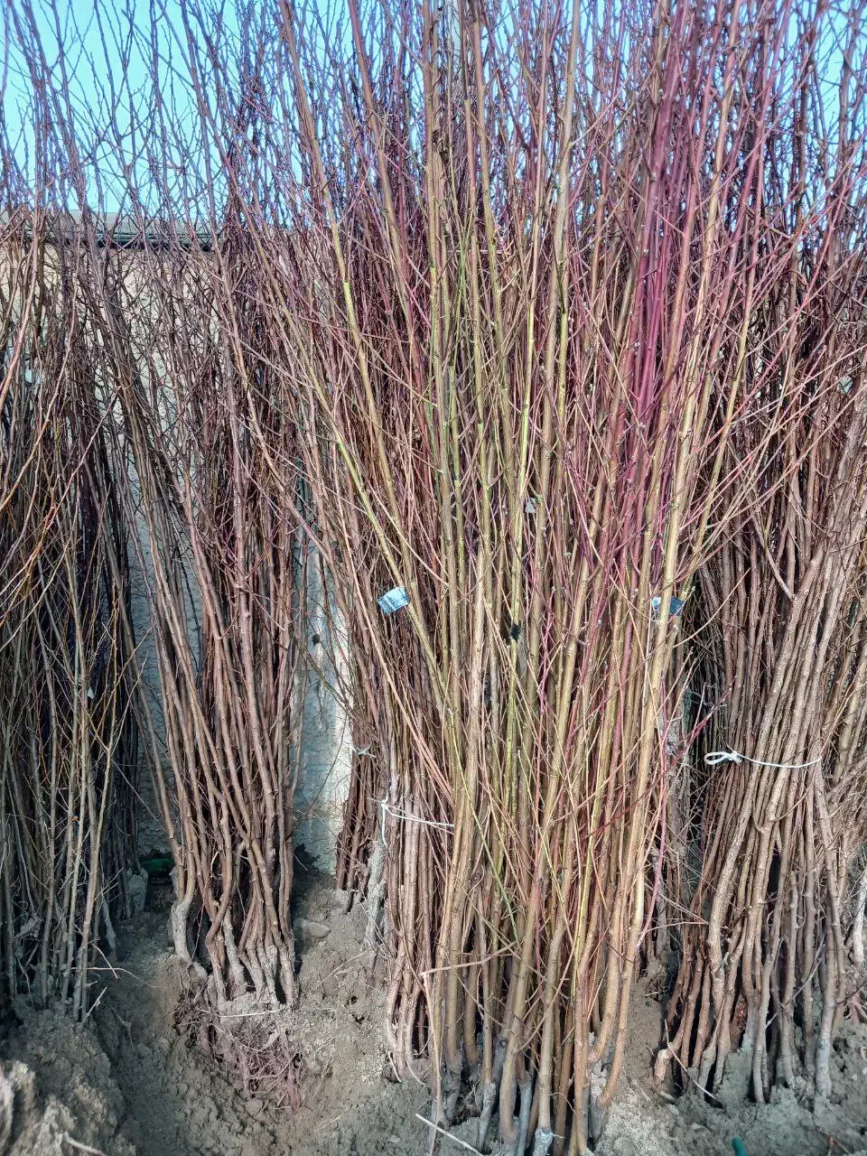 نهال هلو و شلیل مرغوب ارقام زودرس|خدمات باغبانی و درختکاری|صومای برادوست, |دیوار