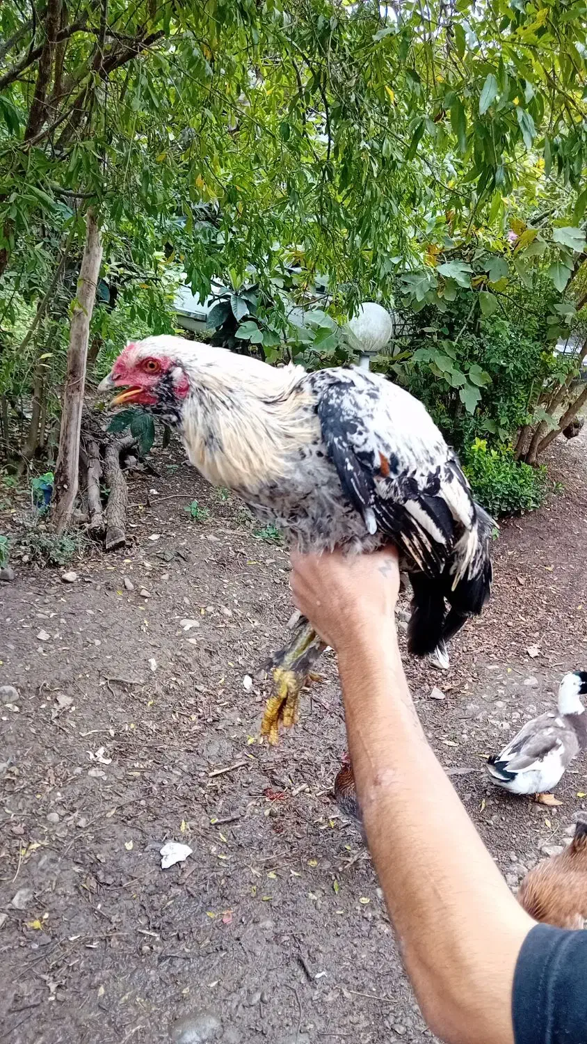 مرغ وخروس زینتی و محلی|حیوانات مزرعه|اطاقور, |دیوار